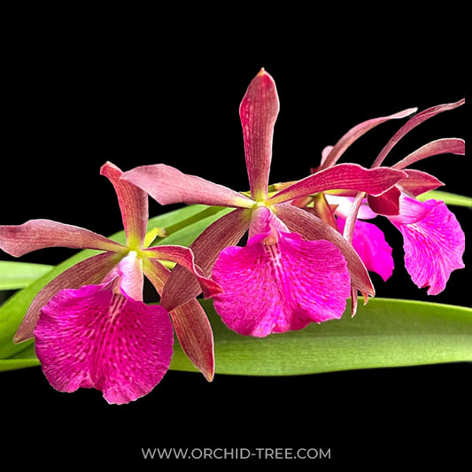 Brassocattleya Jairak Star x Encyclia randii Orchid Plant - BS