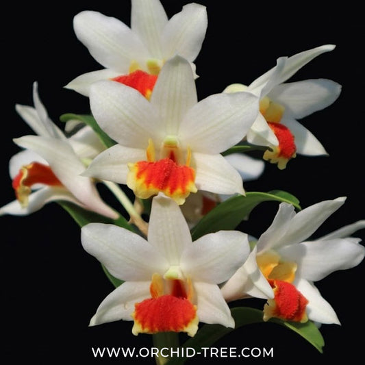Dendrobium Jairak Wii Orchid Plant - BS