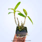 Dendrobium Jairak Antelope 'Scarlet' - BS
