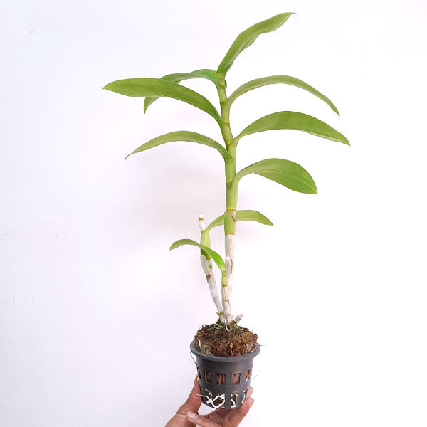 Dendrobium Airway Blue Orchid plant - BS