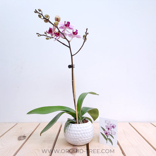 Lavender mist | Phalaenopsis Orchid Gift
