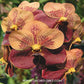 Vanda Jiraprapa x Davarak x Butterfly Orchid Plant - SS