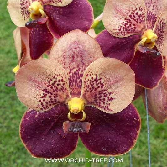 Vanda Jiraprapa x Davarak x Butterfly Orchid Plant - SS