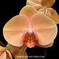 Phalaenopsis Jiuhbao Venus 'J2213' - FF