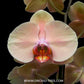 Phalaenopsis Jiuhbao Venus 'J2213' - FF