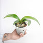 Phalaenopsis Joy Angel Orchid Plant - FF