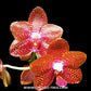 Phalaenopsis Joy Auckland Beauty ‘Joy’ Orchid Plant - BS