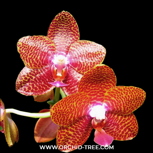 Phalaenopsis Joy Auckland Beauty ‘Joy’ Orchid Plant - BS