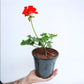 Geraniums- With Flowers