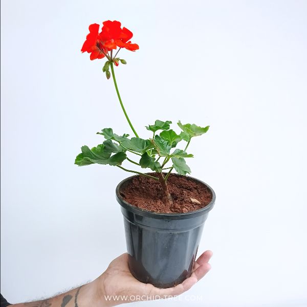 Geraniums- With Flowers