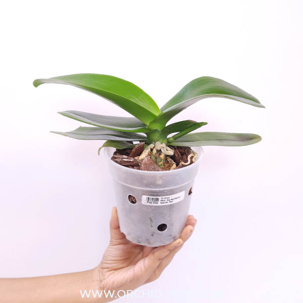 Phalaenopsis Joy Auckland Beauty ‘Joy’ Orchid Plant - BS