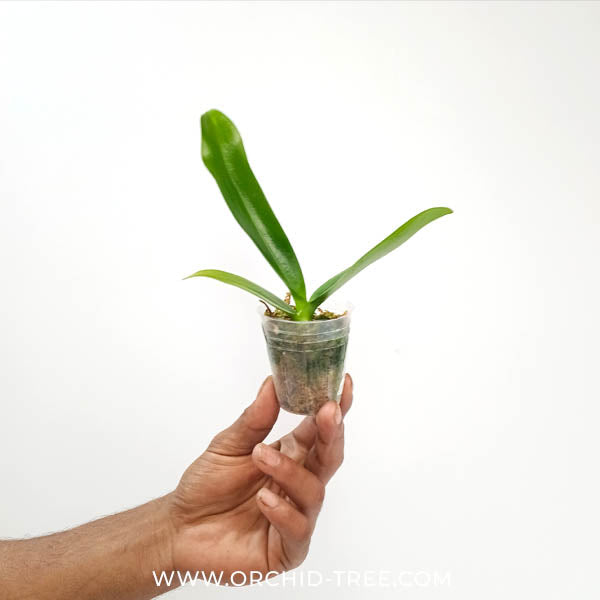 Phalaenopsis Joy Auckland Beauty ‘Joy’ Orchid Plant - MS