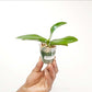 Phalaenopsis Vestar Ruby Lady Orchid Plant - MS - Buy Orchids Plants Online by Orchid-Tree.com