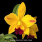 Cattleya (Rlc.) Hsingying Sunbeam 'Juliets' Orchid Plant -  BS