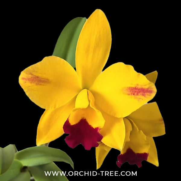 Cattleya (Rlc.) Hsingying Sunbeam 'Juliets' Orchid Plant -  BS