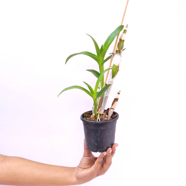 Dendrobium King Jumbo Orchid Plant - BS