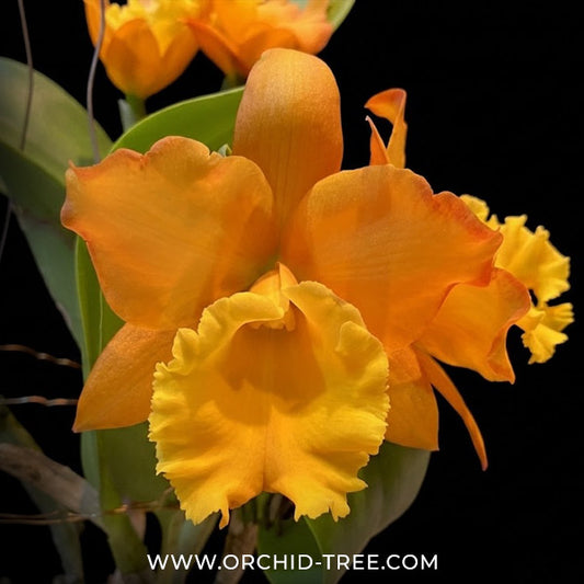 Cattleya Jupiter Orchid Plant - BS - Buy Orchids Plants Online by Orchid-Tree.com