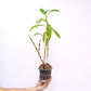 Dendrobium ( Nobile ) Maloflake Hybrid Orchid Plant - BS