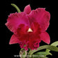 Cattleya (Rlc.) Krungsri Red Orchid Plant - FF (Open Flower)