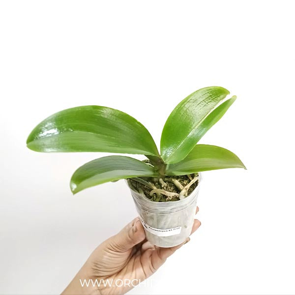 Phalaenopsis KS Pride Golden Diamond - FF