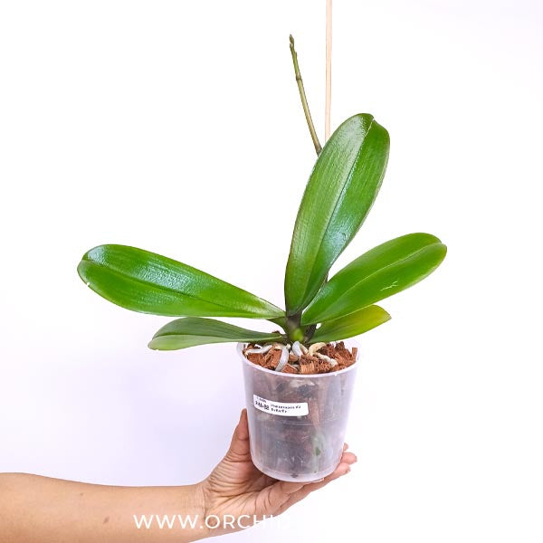 Phalaenopsis KV Butterfly Orchid Plant - FF