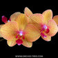 Phalaenopsis KV Beauty - BS - Buy Orchids Plants Online by Orchid-Tree.com