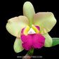 Cattleya (Ctt) River Kwai Floating Orchid Plant -BS