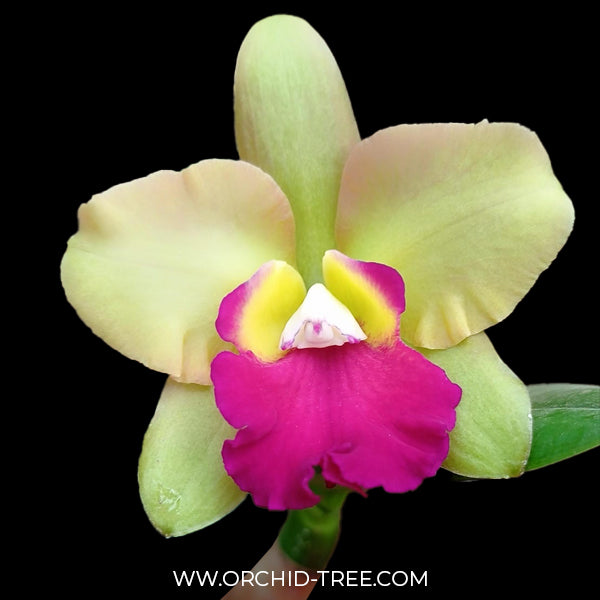 Cattleya (Ctt) River Kwai Floating Orchid Plant -BS