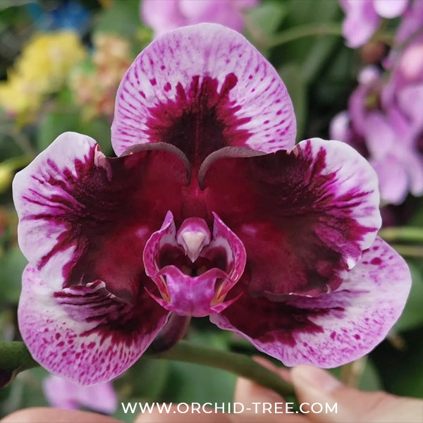 Phalaenopsis Hsinying Little Knight 'Peloric PF' Orchid Plant - MS