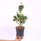 Kalanchoe | Flowering Plants