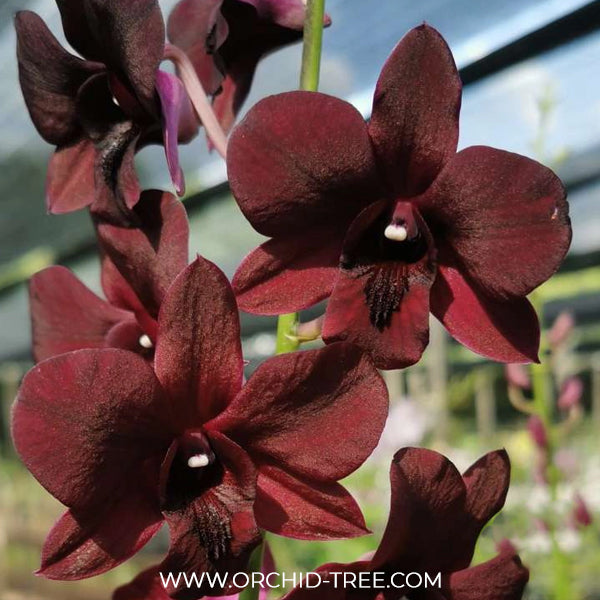 Dendrobium Bom Udomsri X Jac Concert Var. Kanjana Orchid Plant - NBS
