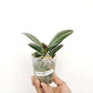 Phalaenopsis Kaoda Twinkle Orchid Plant - BS