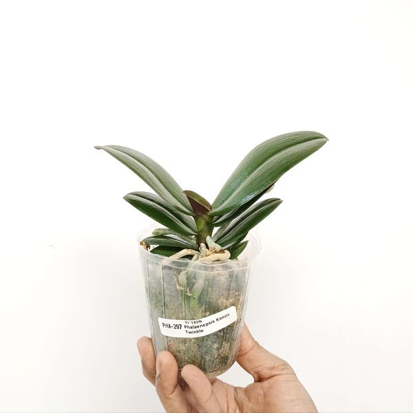 Phalaenopsis Kaoda Twinkle Orchid Plant - BS