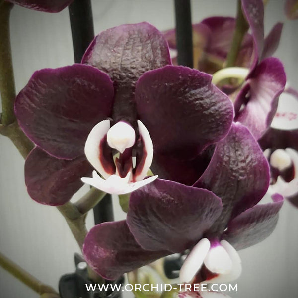 Phalaenopsis Kaoda Twinkle Orchid Plant - BS
