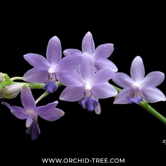 Phalaenopsis Kenneth Schubert Orchid Plant - MS