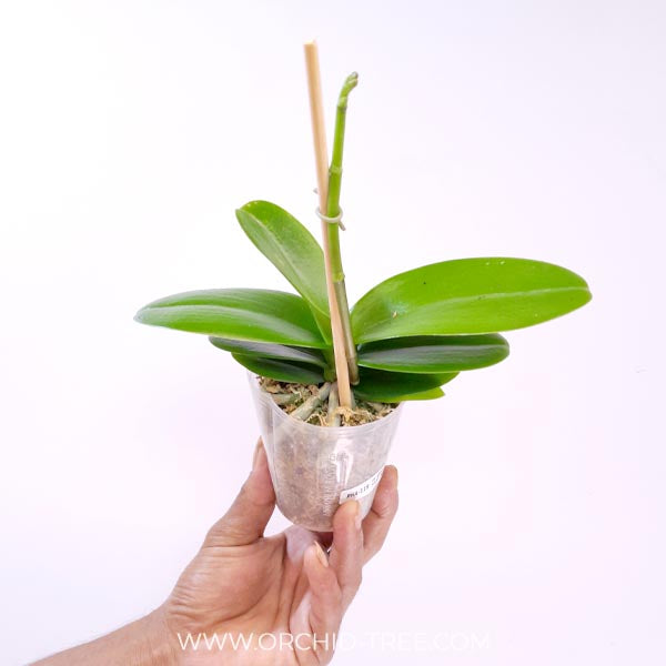 Phalaenopsis Kingcar K80447 Orchid Plant - FF