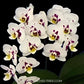 Phalaenopsis Kingcar K80447 Orchid Plant - FF