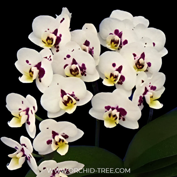 Phalaenopsis Kingcar K80447 Orchid Plant - FF