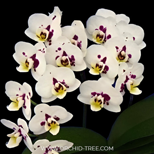 Phalaenopsis Kingcar K80447 Orchid Plant - FF