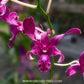 Dendrobium King Caesar #298 Orchid - FF