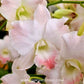 Dendrobium King Dragon Peach Orchid Plant - BS