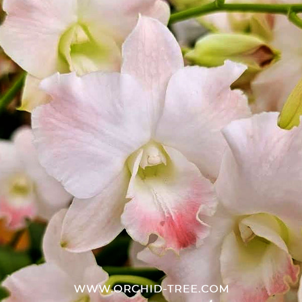 Dendrobium King Dragon Peach Orchid Plant - BS