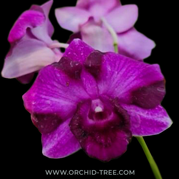 Dendrobium King Dragon Orchid plant - FF