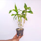Dendrobium King Dragon Peach Orchid Plant - BS