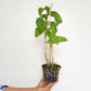 Dendrobium King Dragon Peach Orchid Plant - BS