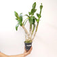 Dendrobium King Jumbo - BS