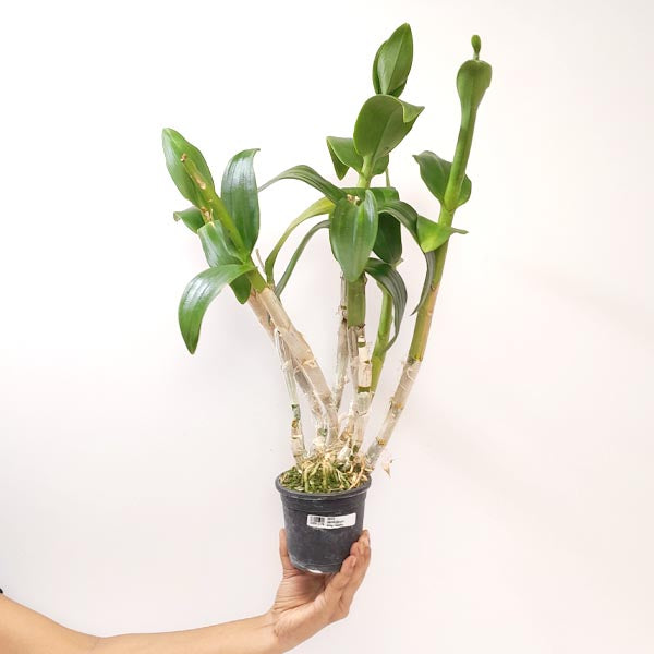 Dendrobium King Jumbo - BS