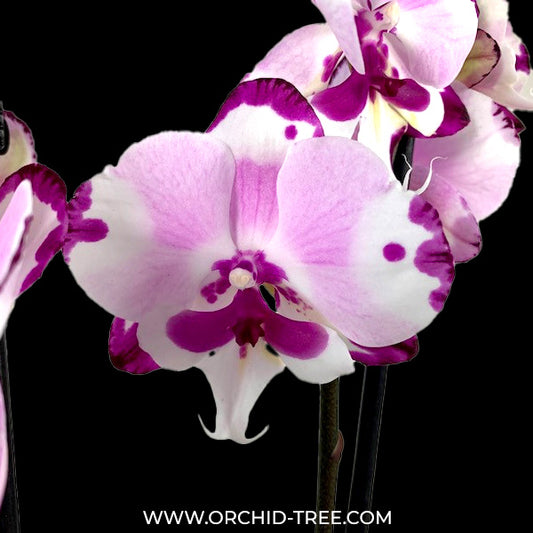 Phalaenopsis Kingcar Dalmatian Orchid Plant - FF