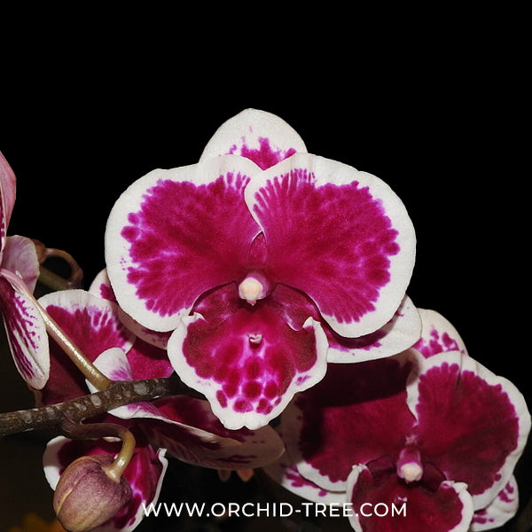Phalaenopsis Kingcar Clown Orchid Plant - MS