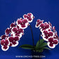 Phalaenopsis Kingcar Clown Orchid Plant - MS